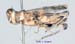 Egnatius_apicalis_f_1239