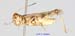 Egnatius_apicalis_m_1237