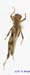 Egnatius_apicalis_m_1238