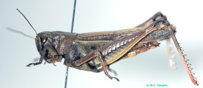 Eyprepocnemis_plorans_f_0842
