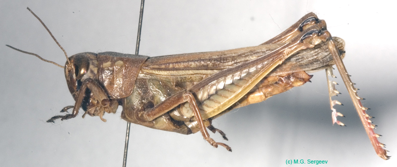Eyprepocnemis_plorans_f_0843