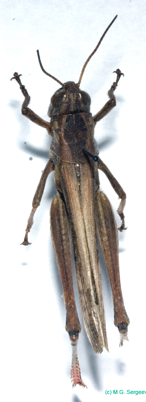 Eyprepocnemis_plorans_f_0845