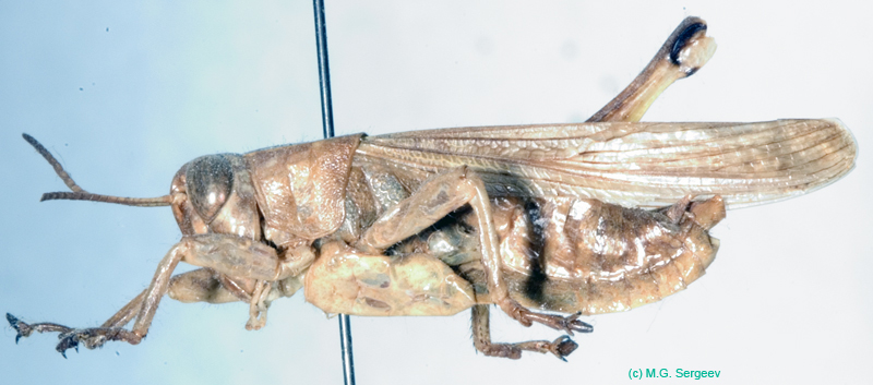 Eyprepocnemis_plorans_m_0835