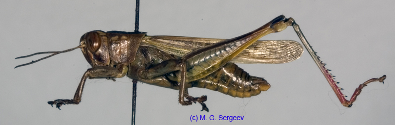 Eyprepocnemis_plorans_m_1152
