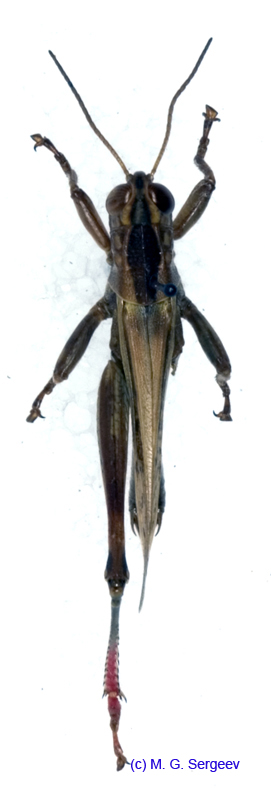 Eyprepocnemis_plorans_m_1153