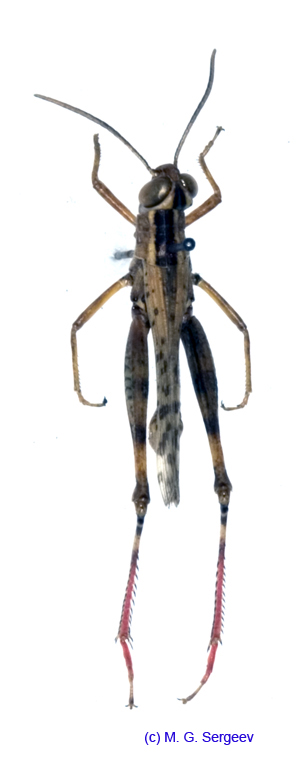 Heteracris_adspersa_m_1163
