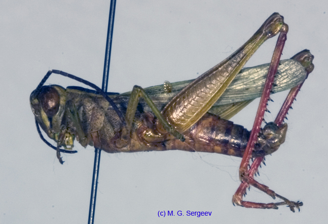 Heteracris_pterosticha_m_1148