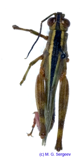 Heteracris_pterosticha_m_1149
