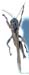 Eyprepocnemis_plorans_m_0837