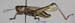 Eyprepocnemis_plorans_m_1152