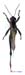 Eyprepocnemis_plorans_m_1153