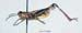 Heteracris_adspersa_m_1162