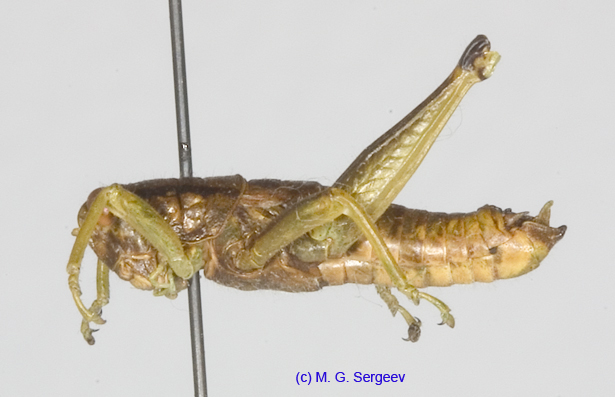 Anapodisma_miramae_m_1188
