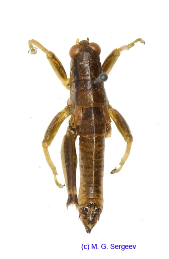 Anapodisma_miramae_m_1189