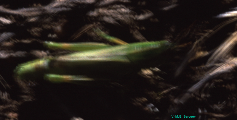 Hesperotettix_speciosa_f_03_01