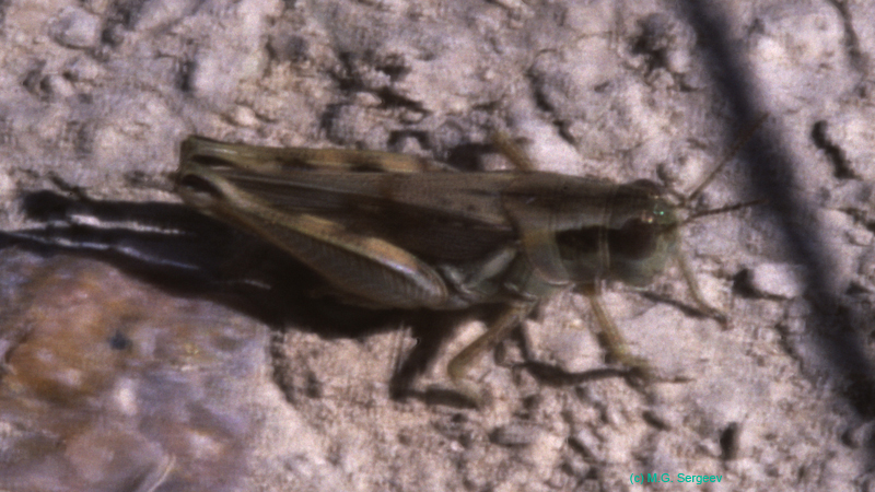 Melanoplus_alpinus_f_03_01
