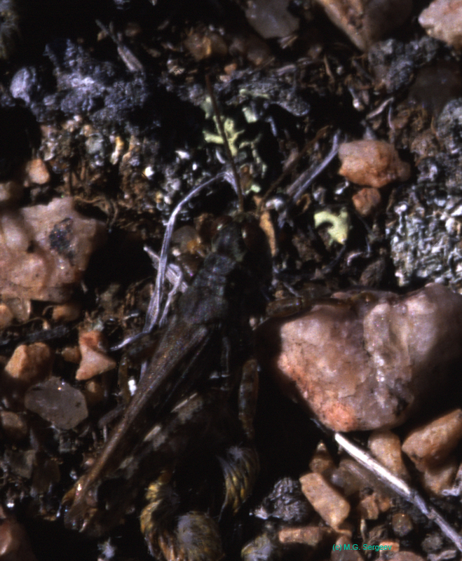 Melanoplus_alpinus_m_03_01