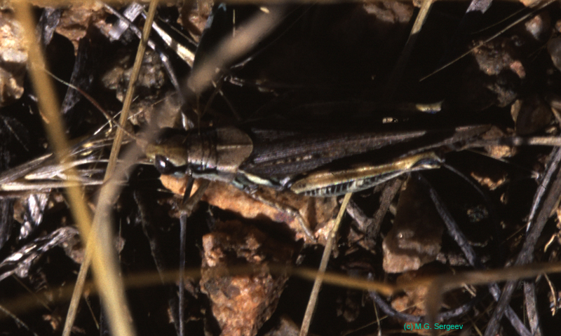 Melanoplus_alpinus_m_03_02
