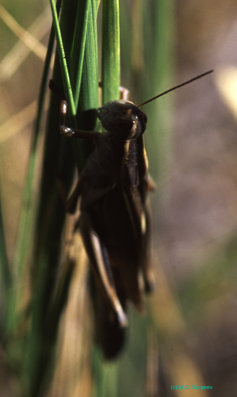 Melanoplus_bivittatus_f_03_01