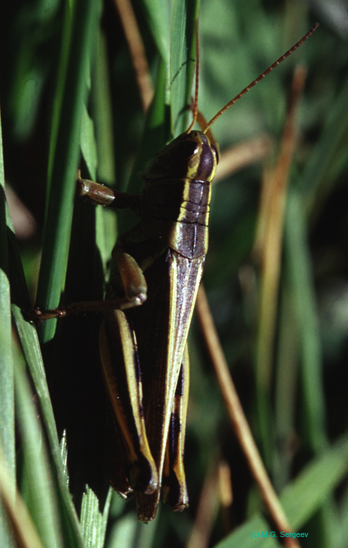 Melanoplus_bivittatus_m_03_01