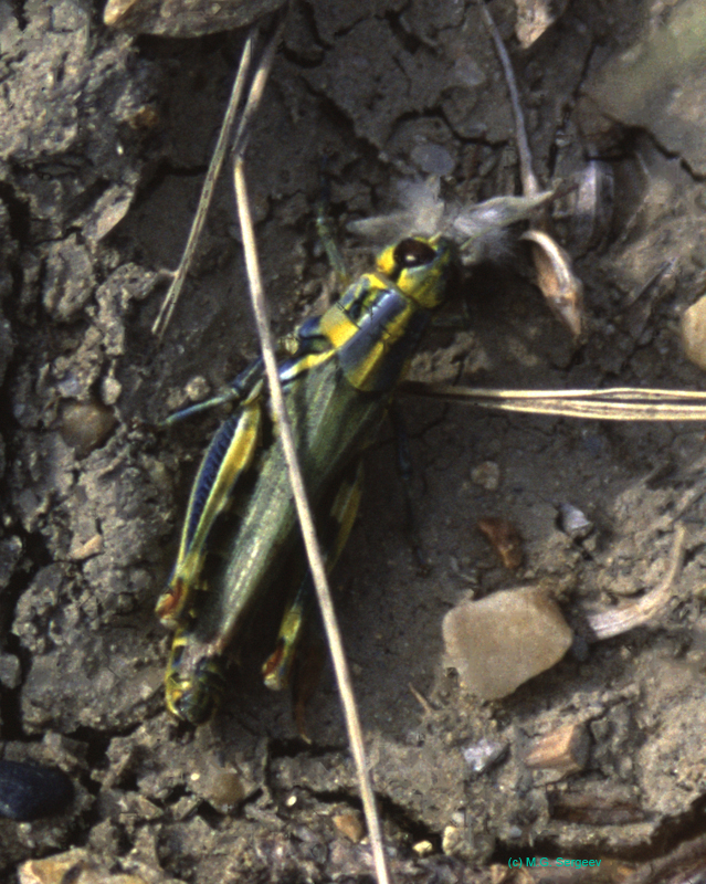 Melanoplus_femurrubrum_blue_m_03_02