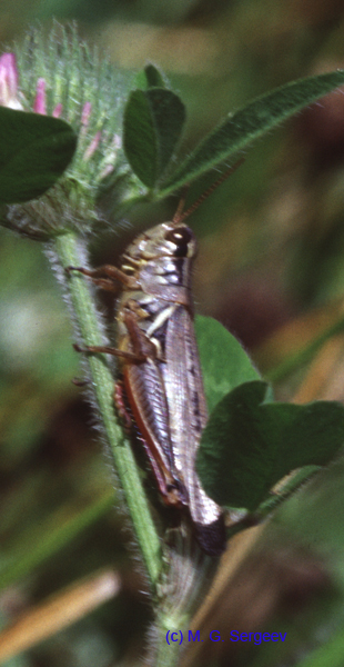 Melanoplus_femurrubrum_f_05_01