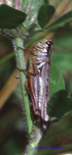 Melanoplus_femurrubrum_f_05_02