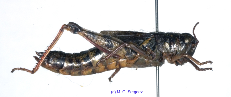 Melanoplus_frigidus_f_1172
