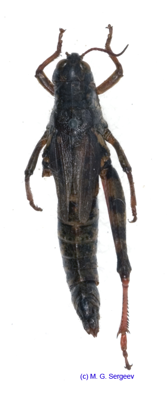 Melanoplus_frigidus_f_1173