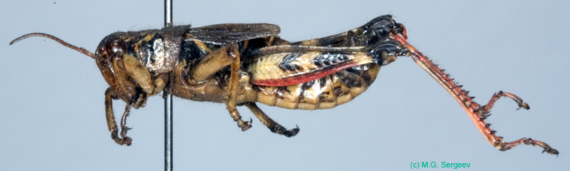 Melanoplus_frigidus_m_0869