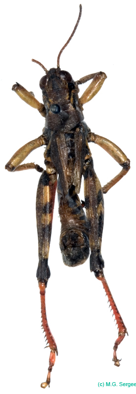 Melanoplus_frigidus_m_0871
