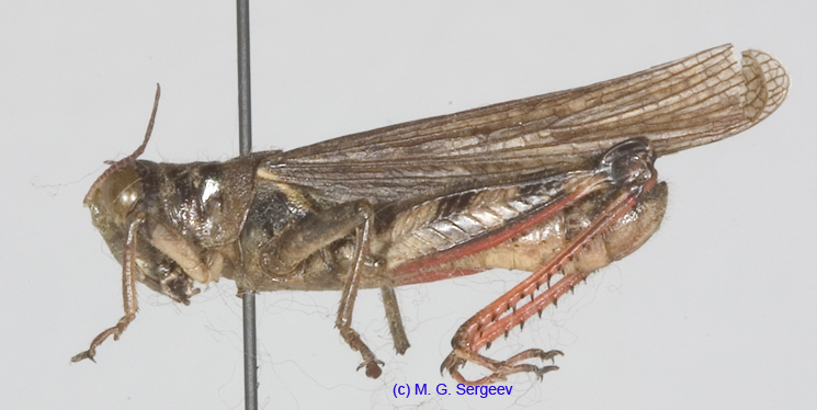 Melanoplus_frigidus_mm_1190
