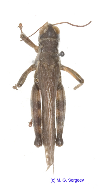 Melanoplus_frigidus_mm_1191