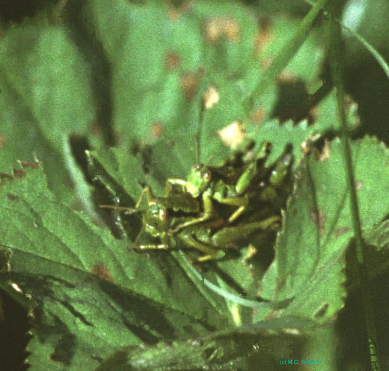 Miramella_alpina_pair_90_01