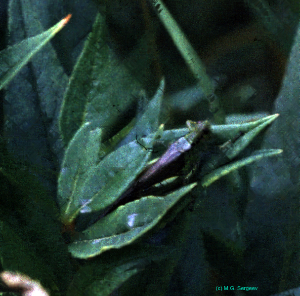 Ognevia_longipennis_f_88_01a