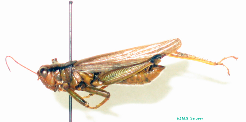 Ognevia_longipennis_m_100_0025
