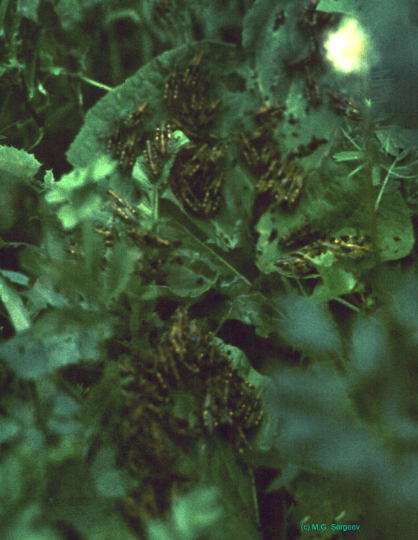 Ognevia_longipennis_ns_89_02