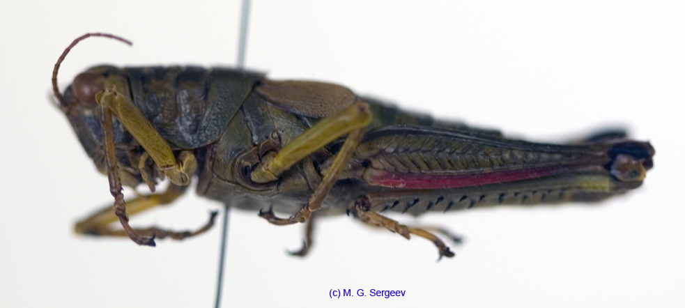 Parapodisma_micado_f_1168