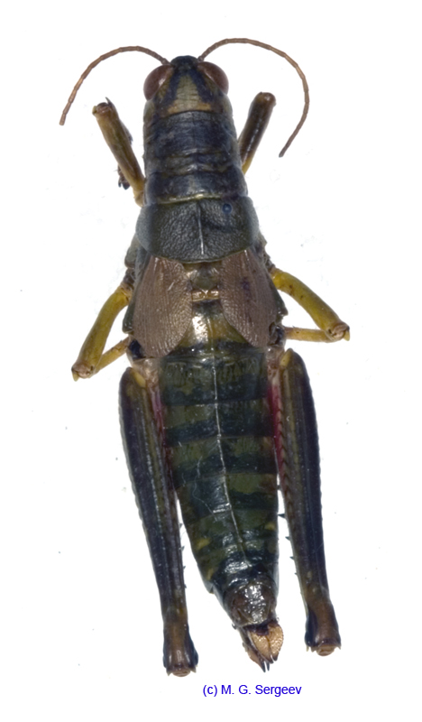 Parapodisma_micado_f_1169