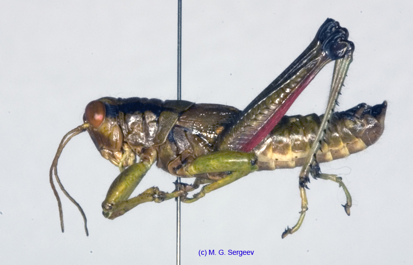 Parapodisma_micado_m_1170
