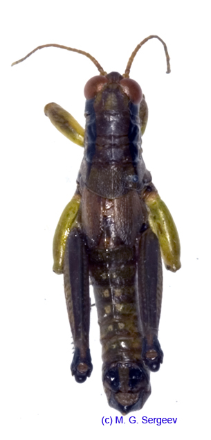 Parapodisma_micado_m_1171