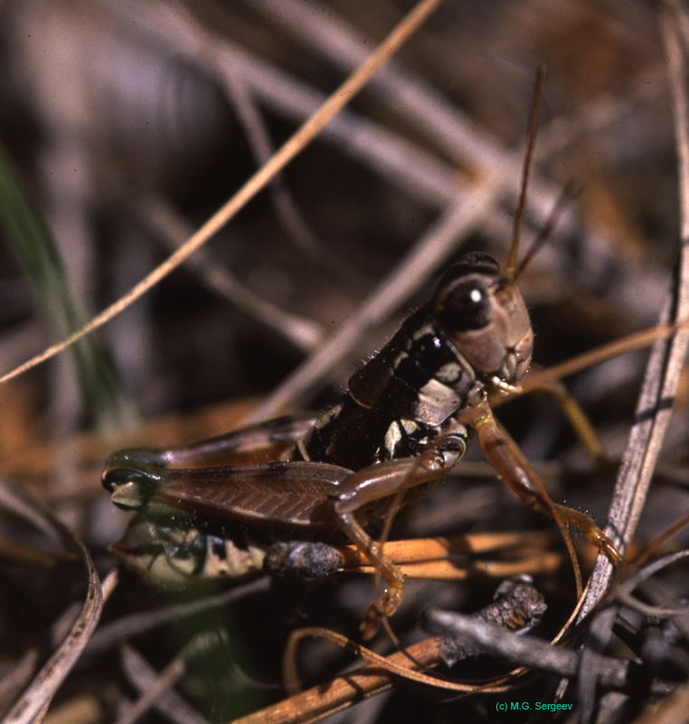 Podisma_pedestris_m_03_01