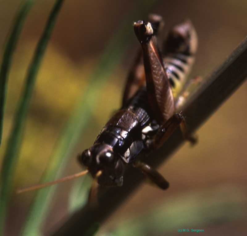 Podisma_pedestris_m_03_02