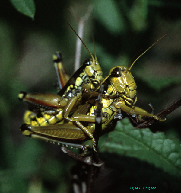 Podisma_pedestris_pair_xx_01