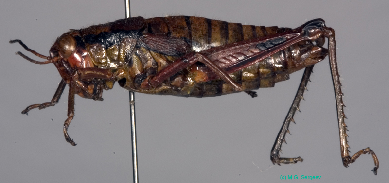 Podisma_tyatiensis_f_0883