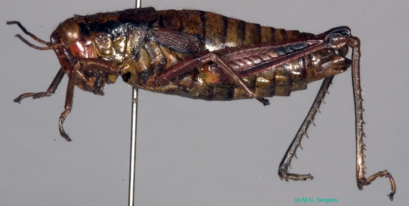 Podisma_tyatiensis_f_0884