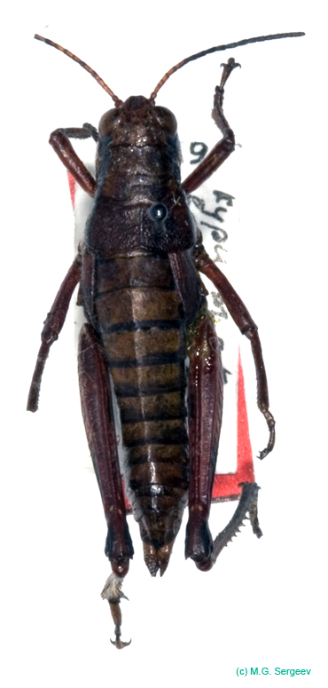 Podisma_tyatiensis_f_0885
