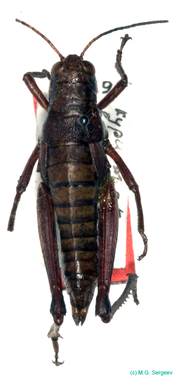 Podisma_tyatiensis_f_0886