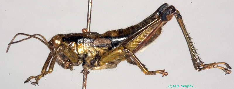 Podisma_tyatiensis_m_0879