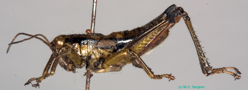 Podisma_tyatiensis_m_0880